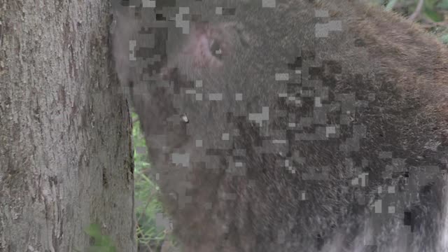 Helping a Thirsty Koala Cool Off