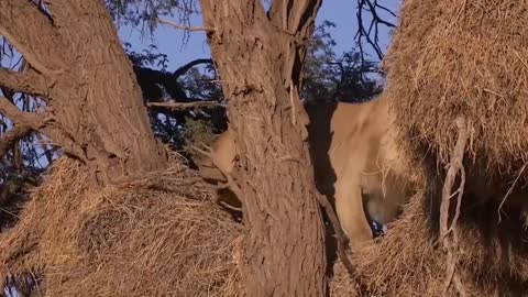 Battle for Survival, Wild Animals Fighting Lion vs Leopard, Leopard Attack Fail