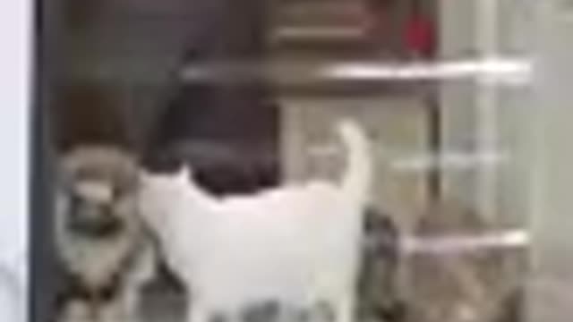 Lovely cat, black cat, cats, funny cats, funny cat videos - Take hard lunch