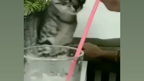 Drinking juse for 🐈😳🤯