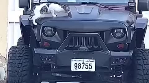 The cat jumps on the car from the fear of the alarm