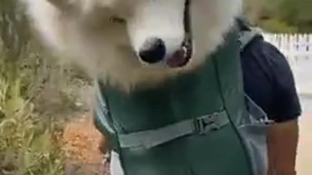 Dog in a backpack.