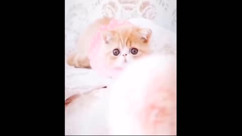 cutest cat video in the world