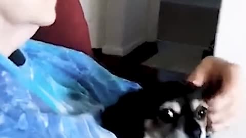 The dog's owner probably didn't expect anything like this