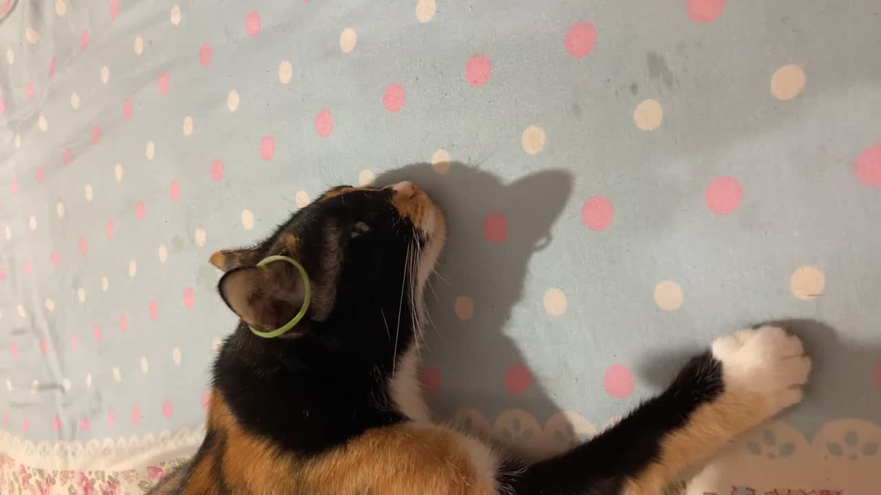 Cat Flicks Rubber Band Off Ear