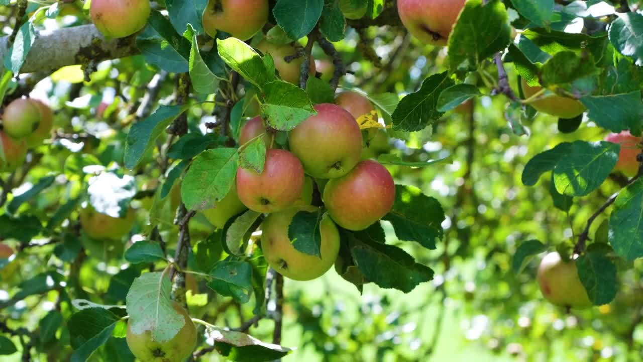 Apple tree