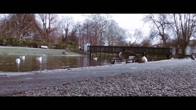 Birds play with water