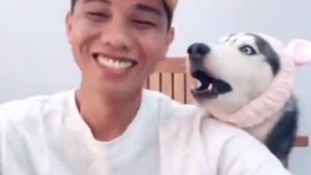 funny dog video