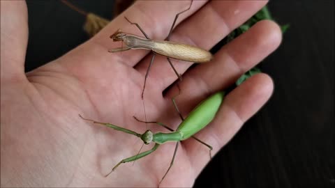 Amazing view two praying mantises, different colors