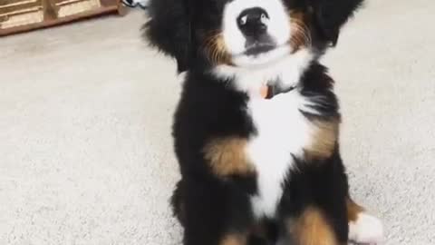 Black puppy barking and sitting down