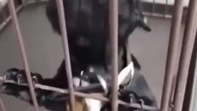 Animals SOO Cute Just a relaxing video- #shorts 26