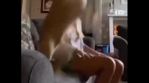 PUPPY ENJOYED WITH GOAL