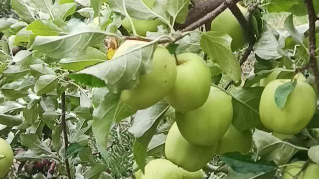 Kinnaur Apple 🍎 Himachal Pradesh India