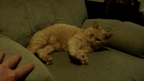 Lazy Cat Steals my Recliner