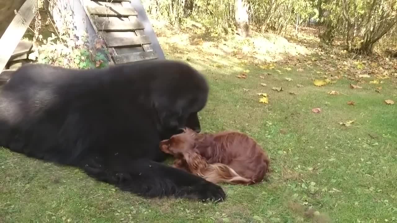 cachorrinhos brincam na grama