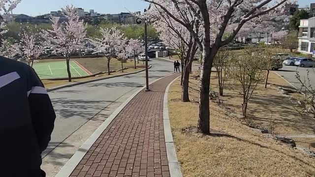 A puppy walking on a cherry blossom path