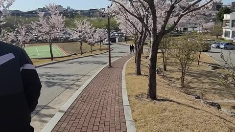 A puppy walking on a cherry blossom path