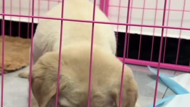 Labrador lovely daily life Pt.10