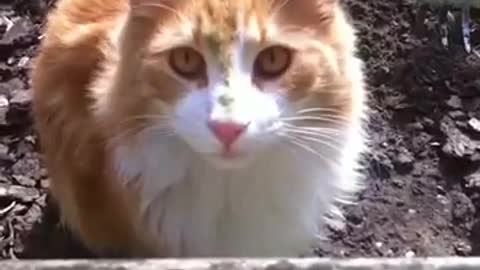 My neighbours cat😽😹😻🍕