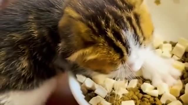 #laugh #cats #wee #🤣🤣🤣