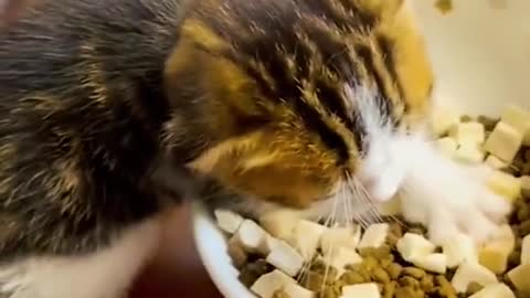 #laugh #cats #wee #🤣🤣🤣
