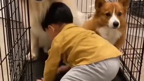Golden Retriever Love | dog funny | dog life | cute dog | cute pets