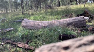 WKWS Ported Stihl MS381