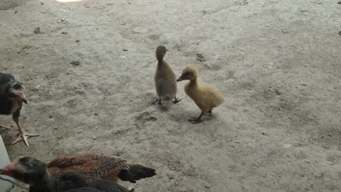 Look at the ducklings fighting over drinking water