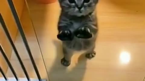 Cute Kitten trying to get through a glass