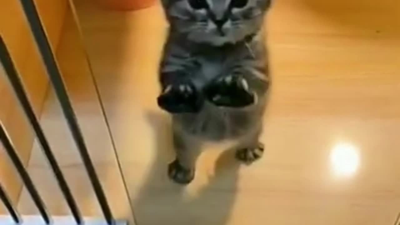 Cute Kitten trying to get through a glass