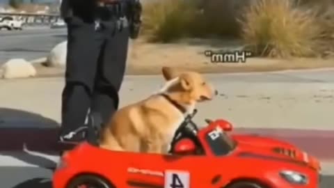Shiboub evades a traffic violation😂