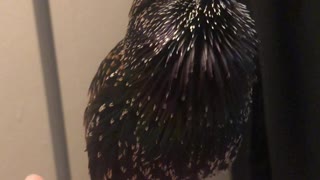 Starling's Stunning Skills with Sound