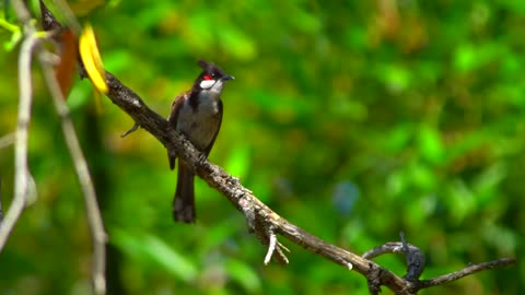 beautiful bulbul bird