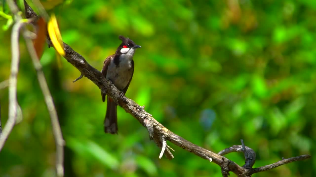 beautiful bulbul bird