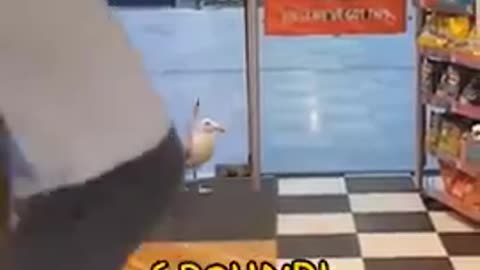 Seagull Gary