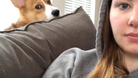 Corgi hiding behind sofa pokes head out and looks at owner