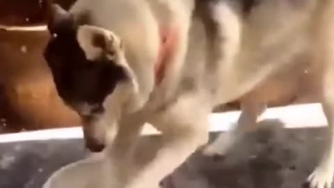 Cute Puppies9 #Shorts