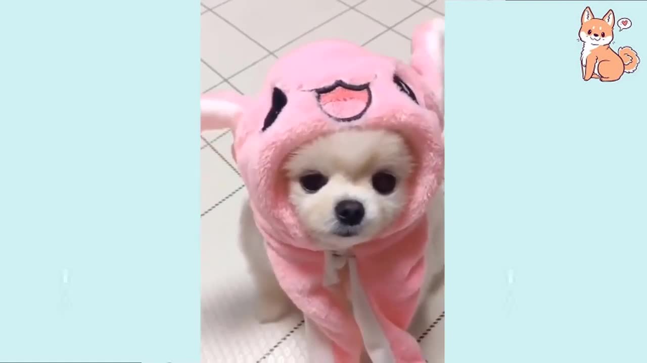 cute dog playing