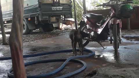 Smart dog smells motorbike