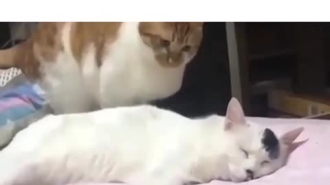 click here and see the cat disturbing its partner