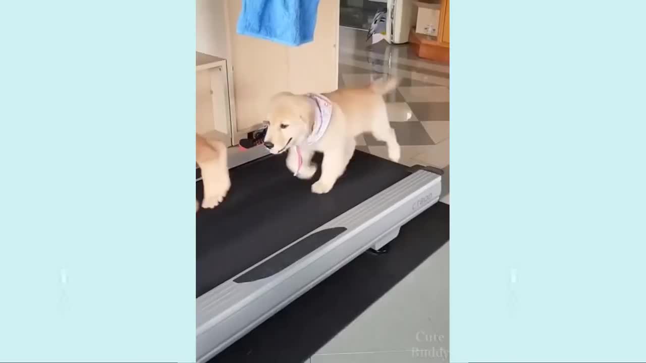 CUTE PUPPIES DOGS VIDEO