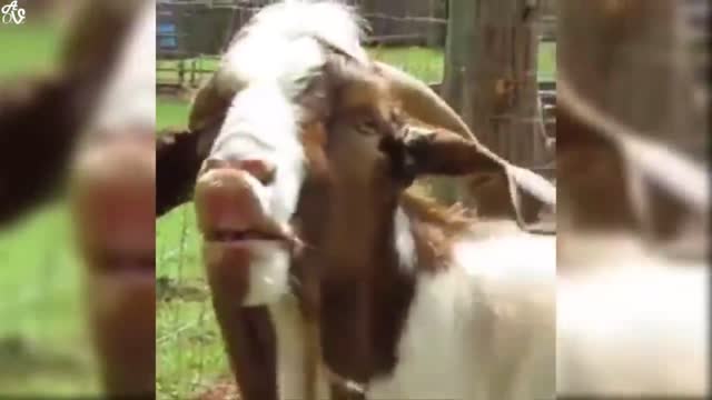 Funny animal videos/animals lover can visit the video