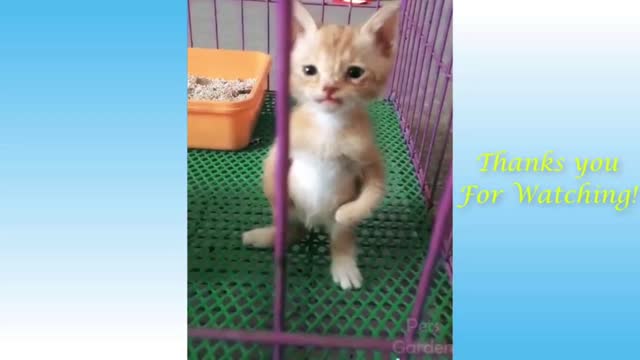 Funny kitten depicts a human