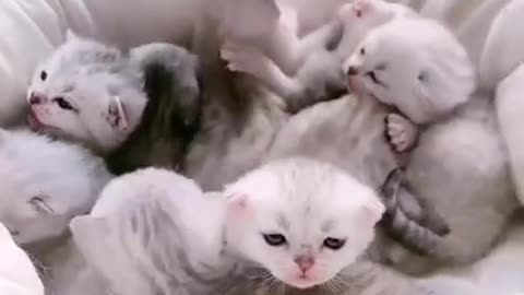 Funny cats Cute cats and kittens video so cyte kittens video #Shorts