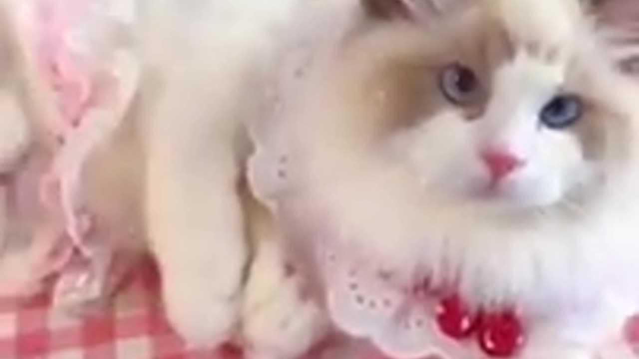 cat funny video