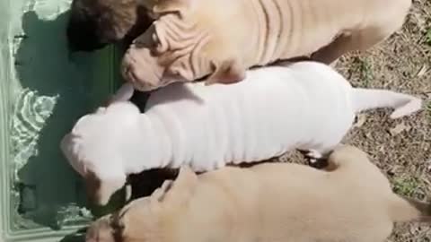 Pregnant pittie who wouldn't even look at people has the wrinkliest, CUTEST puppies