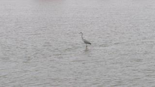 Grey Heron Surfs on a Hippo