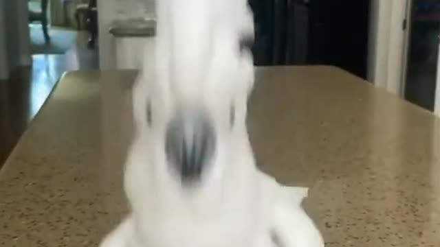 How cute is this creature