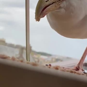 day 53 of feeding my pet seagull to gain his trust