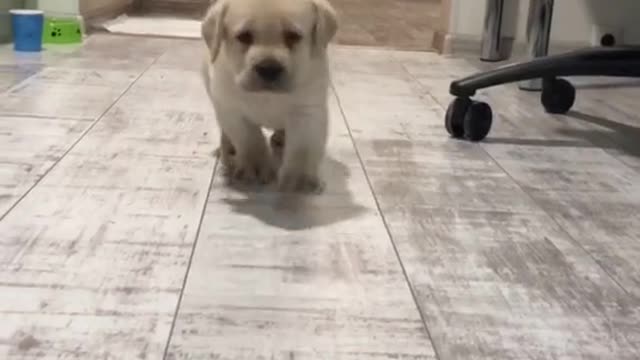first steps